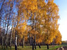 siberia dmfull20.jpg